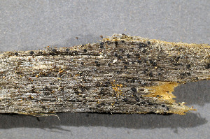  ( - O-L-18082)  @11 [ ] CreativeCommons - Attribution Non-Commercial (2014) Einar Timdal Natural History Museum, University of Oslo, Norway