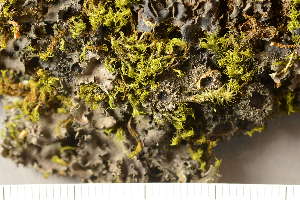  ( - O-L-25066)  @11 [ ] CreativeCommons - Attribution Non-Commercial (2019) Einar Timdal University of Oslo, Natural History Museum