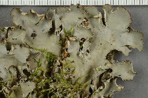  ( - O-L-30921)  @11 [ ] by-nc (2021) Einar Timdal University of Oslo, Natural History Museum