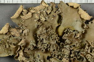  ( - O-L-35538)  @11 [ ] by-nc (2021) Einar Timdal University of Oslo, Natural History Museum
