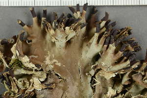  ( - O-L-77299)  @11 [ ] by-nc (2021) Einar Timdal University of Oslo, Natural History Museum