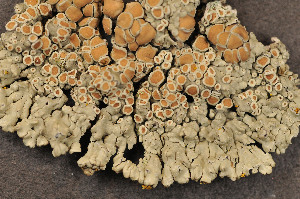  ( - O-L-78209)  @11 [ ] CreativeCommons - Attribution Non-Commercial (2013) Einar Timdal Natural History Museum, University of Oslo, Norway