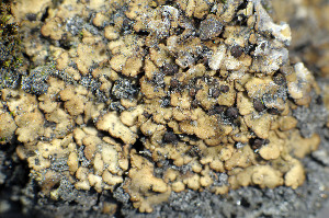  ( - O-L-101606)  @11 [ ] CreativeCommons - Attribution Non-Commercial (2013) Einar Timdal Natural History Museum, University of Oslo, Norway