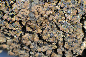  ( - O-L-102168)  @11 [ ] CreativeCommons - Attribution Non-Commercial (2013) Einar Timdal Natural History Museum, University of Oslo, Norway