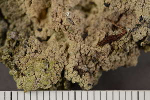 ( - O-L-106158)  @11 [ ] CreativeCommons - Attribution Non-Commercial (2017) Einar Timdal Natural History Museum, University of Oslo, Norway