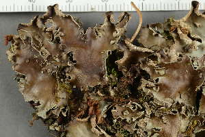  ( - O-L-107204)  @11 [ ] by-nc (2021) Einar Timdal University of Oslo, Natural History Museum
