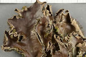 ( - O-L-107507)  @11 [ ] by-nc (2021) Einar Timdal University of Oslo, Natural History Museum