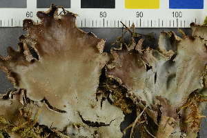  ( - O-L-107890)  @11 [ ] by-nc (2021) Einar Timdal University of Oslo, Natural History Museum