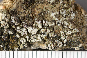  ( - O-L-111481)  @11 [ ] CreativeCommons - Attribution Non-Commercial (2016) Einar Timdal University of Oslo, Natural History Museum