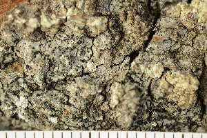  ( - O-L-117534)  @11 [ ] CreativeCommons - Attribution Non-Commercial (2017) Einar Timdal Natural History Museum, University of Oslo, Norway