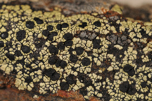  ( - O-L-123048)  @11 [ ] CreativeCommons - Attribution Non-Commercial (2013) Einar Timdal Natural History Museum, University of Oslo, Norway
