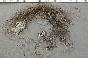  ( - O-L-136790)  @11 [ ] by-nc (2020) Ann Evankow University of Oslo, Natural History Museum