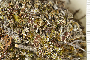  (Psoroma paleaceum - O-L-138139)  @11 [ ] CreativeCommons - Attribution Non-Commercial (2016) Einar Timdal University of Oslo, Natural History Museum