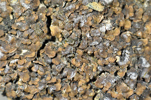  ( - O-L-148946)  @11 [ ] CreativeCommons - Attribution Non-Commercial (2013) Einar Timdal Natural History Museum, University of Oslo, Norway