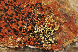  (Rhizocarpon intermediellum - O-L-149126)  @11 [ ] CreativeCommons - Attribution Non-Commercial (2013) Einar Timdal Natural History Museum, University of Oslo, Norway