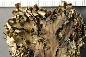  ( - O-L-149348)  @11 [ ] by-nc (2022) Einar Timdal University of Oslo, Natural History Museum