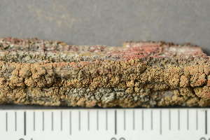  ( - O-L-149387)  @11 [ ] by-nc (2022) Einar Timdal University of Oslo, Natural History Museum