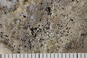  ( - O-L-150715)  @11 [ ] CreativeCommons - Attribution Non-Commercial (2017) Einar Timdal Natural History Museum, University of Oslo, Norway