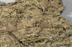  ( - O-L-152945)  @11 [ ] CreativeCommons - Attribution Non-Commercial (2013) Einar Timdal Natural History Museum, University of Oslo, Norway