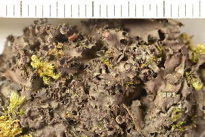  ( - O-L-154724)  @11 [ ] CreativeCommons - Attribution Non-Commercial (2019) Gunnhild Marthinsen University of Oslo, Natural History Museum