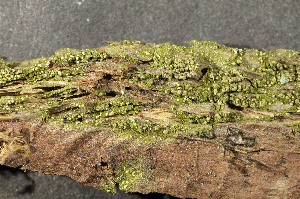  ( - O-L-154940)  @11 [ ] CreativeCommons - Attribution Non-Commercial (2013) Einar Timdal Natural History Museum, University of Oslo, Norway