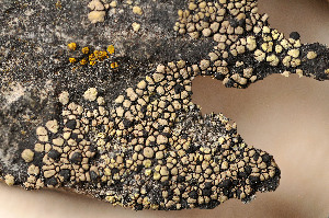  ( - O-L-155298)  @11 [ ] CreativeCommons - Attribution Non-Commercial (2013) Einar Timdal Natural History Museum, University of Oslo, Norway