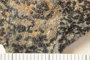  ( - O-L-158138)  @11 [ ] CreativeCommons - Attribution Non-Commercial (2018) Einar Timdal Natural History Museum, University of Oslo, Norway