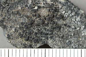  ( - O-L-160395)  @11 [ ] by-nc (2020) Einar Timdal Natural History Museum, University of Oslo, Norway
