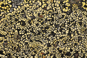  ( - O-L-160457)  @11 [ ] CreativeCommons - Attribution Non-Commercial (2013) Einar Timdal Natural History Museum, University of Oslo, Norway