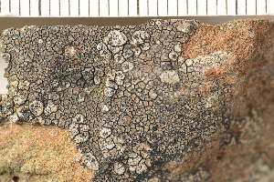 ( - O-L-160712)  @11 [ ] CreativeCommons - Attribution Non-Commercial (2019) Einar Timdal University of Oslo, Natural History Museum