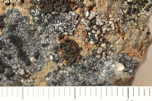  ( - O-L-160744)  @11 [ ] CreativeCommons - Attribution Non-Commercial (2019) Einar Timdal University of Oslo, Natural History Museum