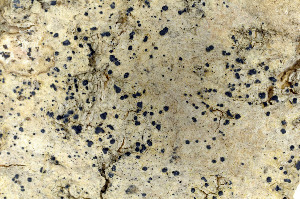  ( - O-L-160908)  @11 [ ] CreativeCommons - Attribution Non-Commercial (2013) Einar Timdal Natural History Museum, University of Oslo, Norway