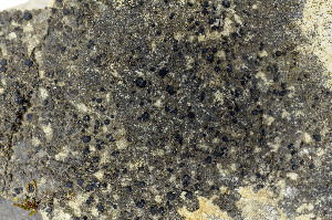  ( - O-L-161175)  @11 [ ] CreativeCommons - Attribution Non-Commercial (2013) Einar Timdal Natural History Museum, University of Oslo, Norway