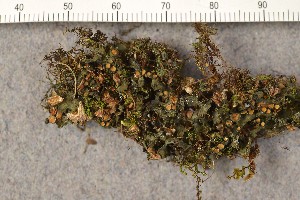  (Lathagrium auriforme - O-L-161657)  @11 [ ] CreativeCommons - Attribution Non-Commercial (2015) Trude Magnussen Natural History Museum, University of Oslo, Norway