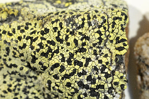  ( - O-L-161809)  @11 [ ] CreativeCommons - Attribution Non-Commercial (2013) Einar Timdal Natural History Museum, University of Oslo, Norway