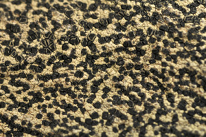  ( - O-L-163585)  @11 [ ] CreativeCommons - Attribution Non-Commercial (2014) Einar Timdal Natural History Museum, University of Oslo, Norway