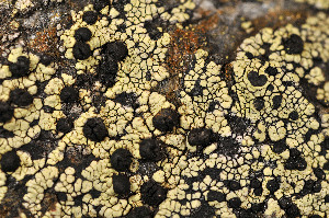  ( - O-L-163638)  @11 [ ] CreativeCommons - Attribution Non-Commercial (2013) Einar Timdal Natural History Museum, University of Oslo, Norway