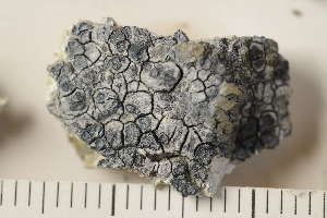  ( - O-L-163753)  @11 [ ] CreativeCommons - Attribution Non-Commercial (2018) Einar Timdal Natural History Museum, University of Oslo, Norway