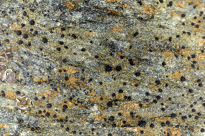  ( - O-L-163792)  @11 [ ] CreativeCommons - Attribution Non-Commercial (2013) Einar Timdal Natural History Museum, University of Oslo, Norway