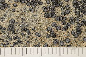  ( - O-L-163820)  @11 [ ] CreativeCommons - Attribution Non-Commercial (2018) Einar Timdal Natural History Museum, University of Oslo, Norway