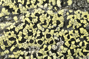  ( - O-L-163825)  @11 [ ] CreativeCommons - Attribution Non-Commercial (2013) Einar Timdal Natural History Museum, University of Oslo, Norway