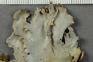  ( - O-L-165040)  @11 [ ] by-nc (2021) Einar Timdal University of Oslo, Natural History Museum