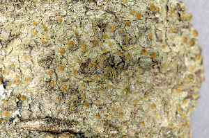  ( - O-L-165071)  @11 [ ] CreativeCommons - Attribution Non-Commercial (2013) Einar Timdal Natural History Museum, University of Oslo, Norway