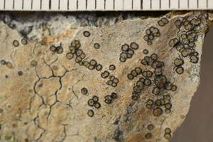  ( - O-L-165699)  @11 [ ] CreativeCommons - Attribution Non-Commercial (2018) Einar Timdal Natural History Museum, University of Oslo, Norway