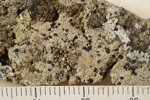  ( - O-L-165744)  @11 [ ] CreativeCommons - Attribution Non-Commercial (2018) Einar Timdal University of Oslo, Natural History Museum