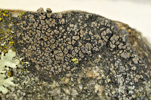  (Rhizocarpon cinereonigrum - O-L-166986)  @11 [ ] CreativeCommons - Attribution Non-Commercial (2013) Einar Timdal Natural History Museum, University of Oslo, Norway