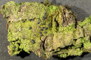  ( - O-L-168089)  @11 [ ] CreativeCommons - Attribution Non-Commercial (2013) Einar Timdal Natural History Museum, University of Oslo, Norway