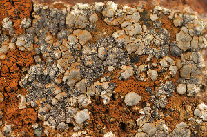  ( - O-L-169791)  @11 [ ] CreativeCommons - Attribution Non-Commercial (2014) Einar Timdal Natural History Museum, University of Oslo, Norway