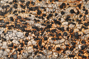  ( - O-L-169812)  @11 [ ] CreativeCommons - Attribution Non-Commercial (2013) Einar Timdal Natural History Museum, University of Oslo, Norway