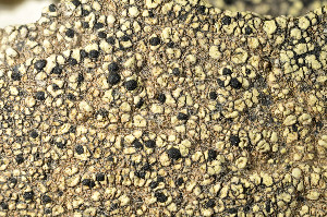  ( - O-L-170590)  @11 [ ] CreativeCommons - Attribution Non-Commercial (2013) Einar Timdal Natural History Museum, University of Oslo, Norway